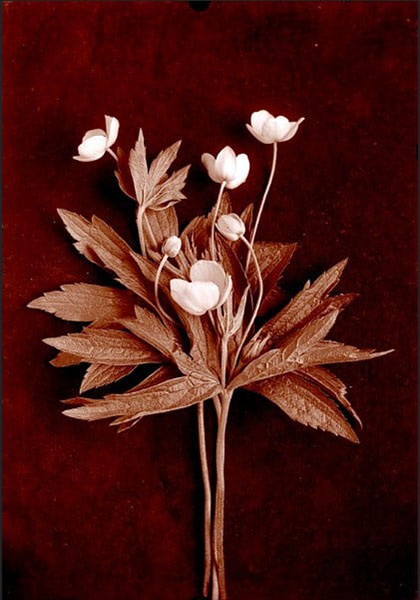Photo of a dried flower and leaf with a maroon background