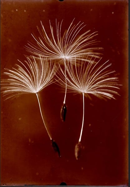 Botanical glass plate negatives with a maroon background