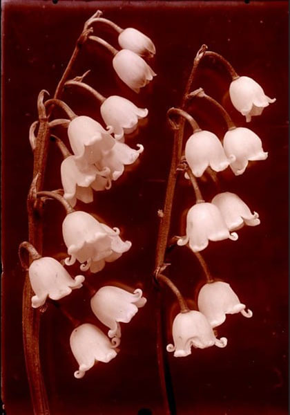 Botanical glass plate negatives of flowers with a maroon background