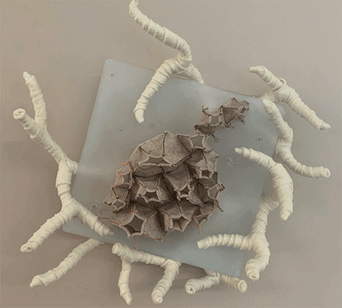 barnacle and coral made of fiber