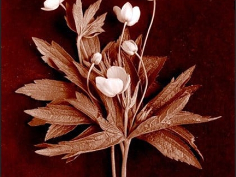 Photo of a dried flower and leaf with a maroon background