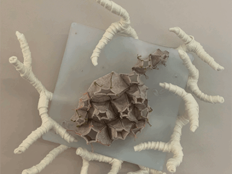 barnacle and coral made of fiber